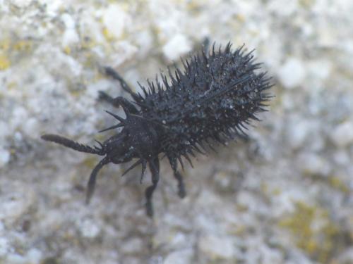 Réf. 224 359 : Hispa atra
